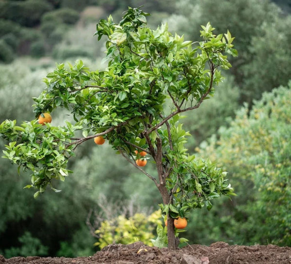 L’Évasion Andalouse : Yoga, Pilates & Énergie au cœur de la nature