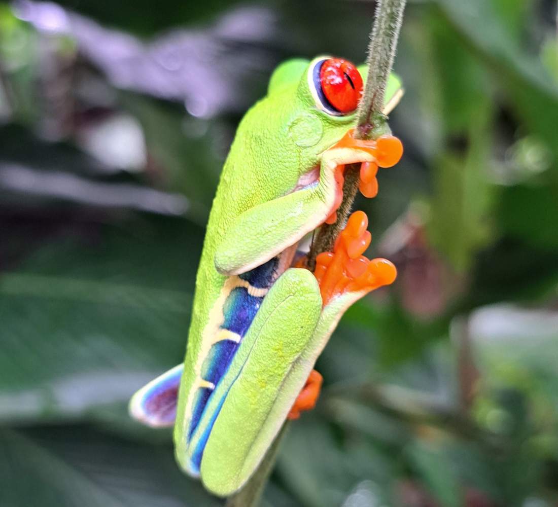 Au Cœur du Vivant : entre volcans, jungle et océan au Costa Rica