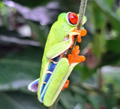 Au Cœur du Vivant : entre volcans, jungle et océan au Costa Rica