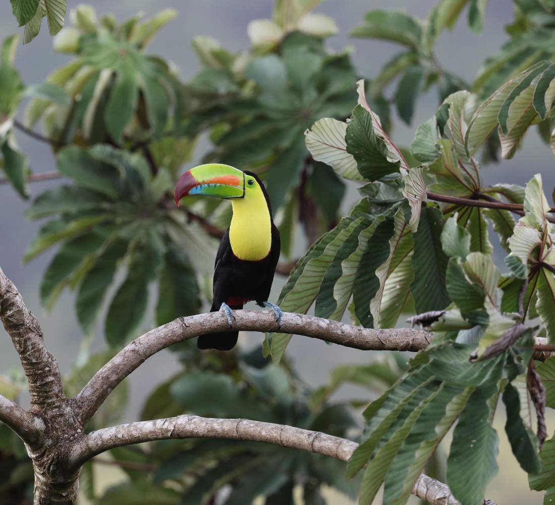 Au Cœur du Vivant : entre volcans, jungle et océan au Costa Rica