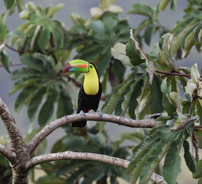 Au Cœur du Vivant : entre volcans, jungle et océan au Costa Rica