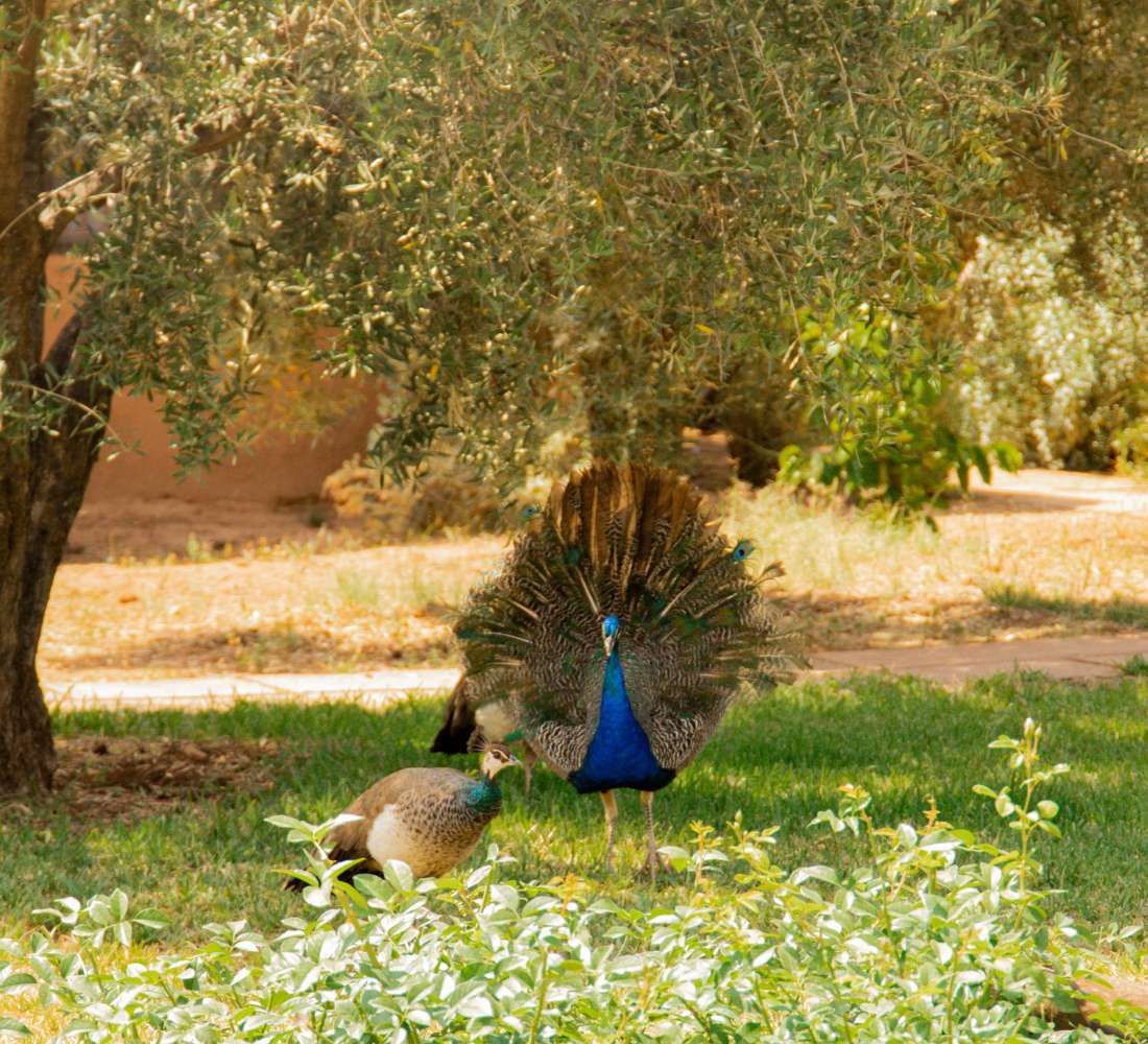 Nouvel an : Yoga, Hammam & Art de vivre à Marrakech - Séjour Maroc