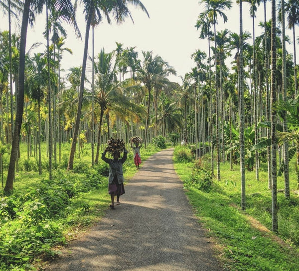 Inde du Sud • Ayurveda & exploration au cœur du Kerala