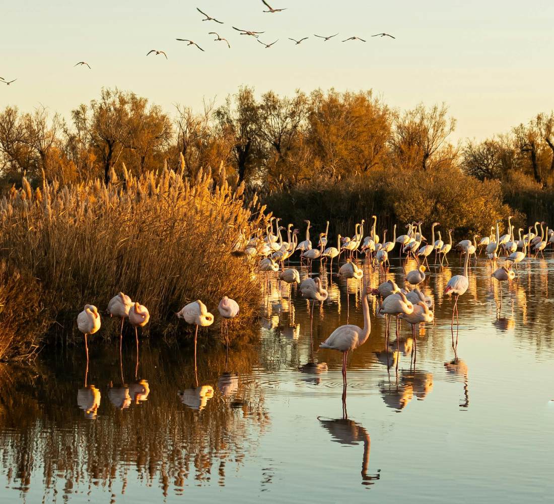 Étangs et roseaux de Camargue sous la lumière blanche de l'automne