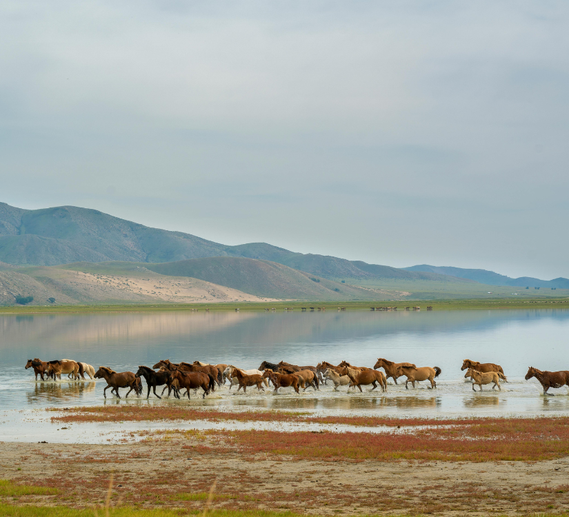 Voyage bien-être initiatique au coeur de la Mongolie