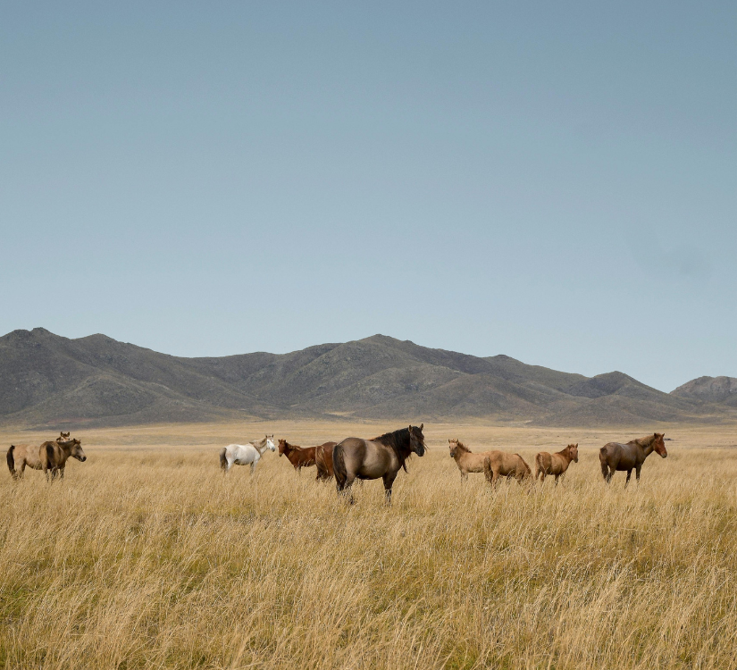 Voyage bien-être initiatique au coeur de la Mongolie