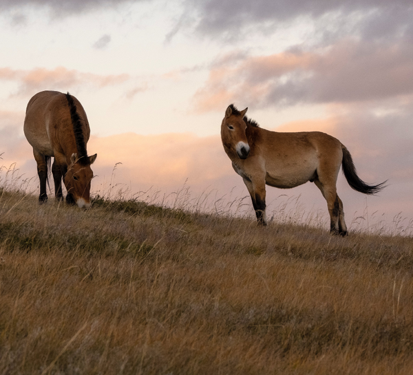 Voyage bien-être initiatique au coeur de la Mongolie