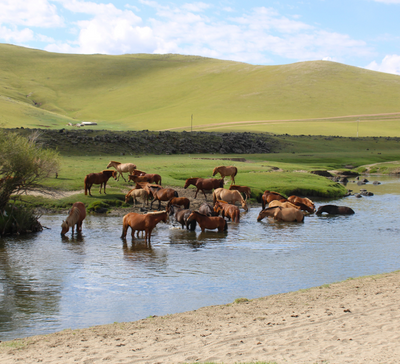 Voyage bien-être initiatique au coeur de la Mongolie