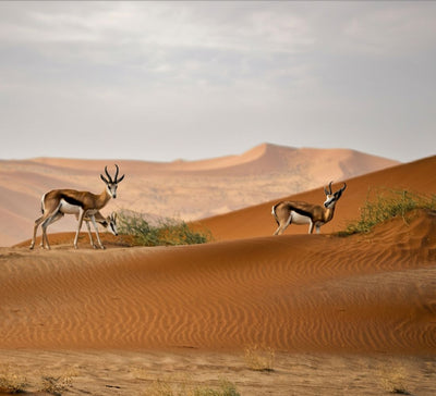 Au Cœur de l’Immensité : Safari & Déserts de Namibie