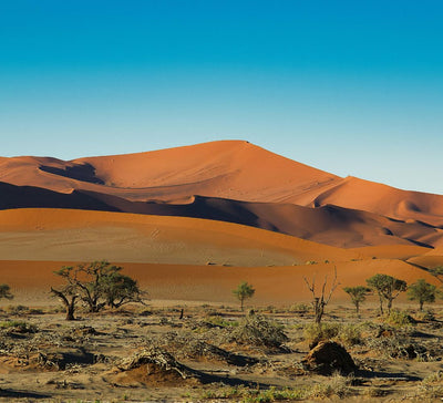 Au Cœur de l’Immensité : Safari & Déserts de Namibie