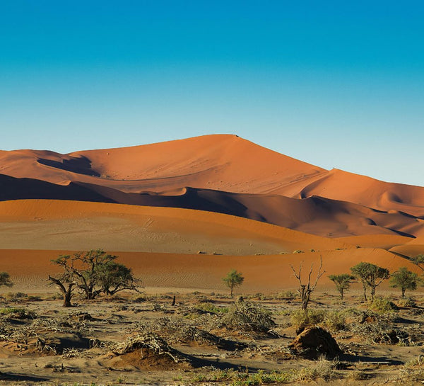 Au Cœur de l’Immensité : Safari & Déserts de Namibie