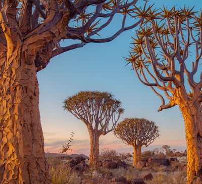Au Cœur de l’Immensité : Safari & Déserts de Namibie