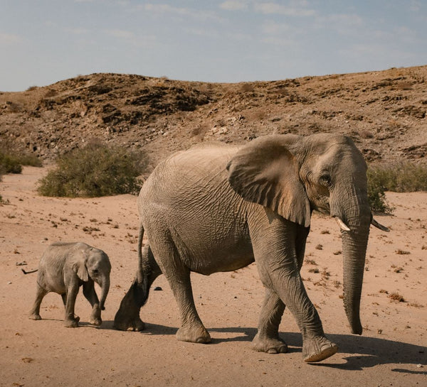 Au Cœur de l’Immensité : Safari & Déserts de Namibie