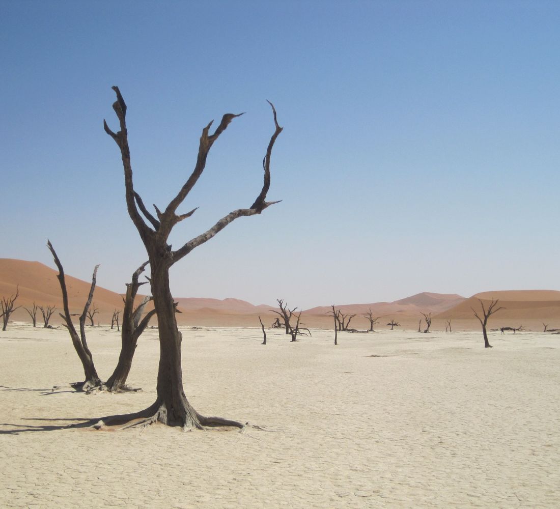 Au Cœur de l’Immensité : Safari & Déserts de Namibie