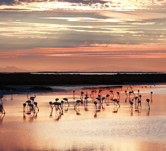 Retraite Yoga et Créativité en Camargue