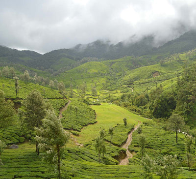 Voyage bien-être et yoga au Kerala en Inde du Sud