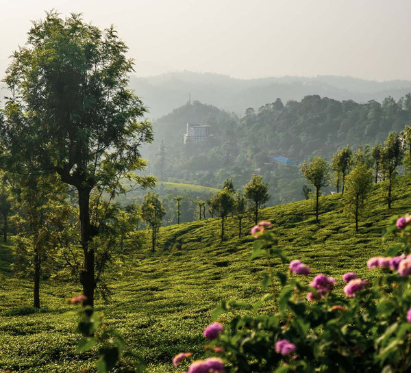 Voyage bien-être et yoga au Kerala en Inde du Sud