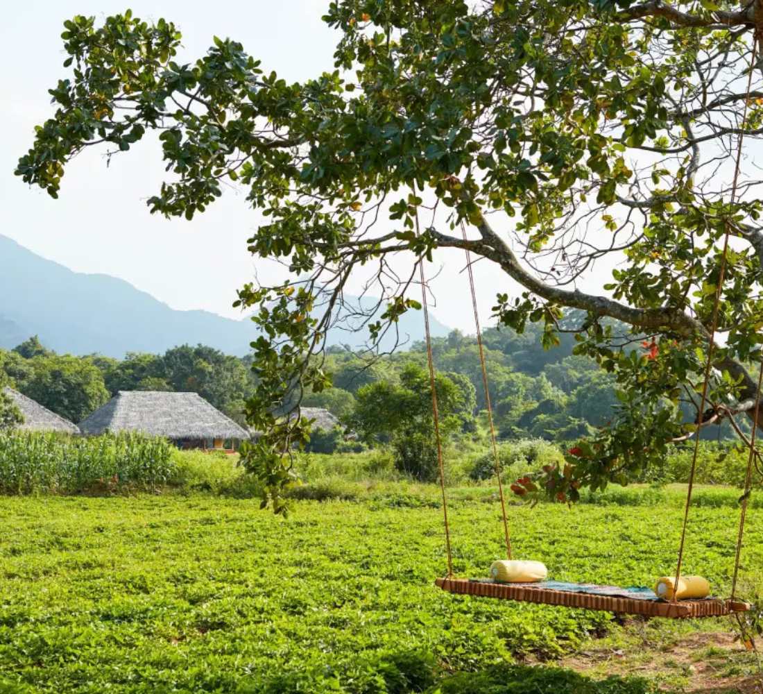 Voyage bien-être au Sri Lanka : entre jungle et océan