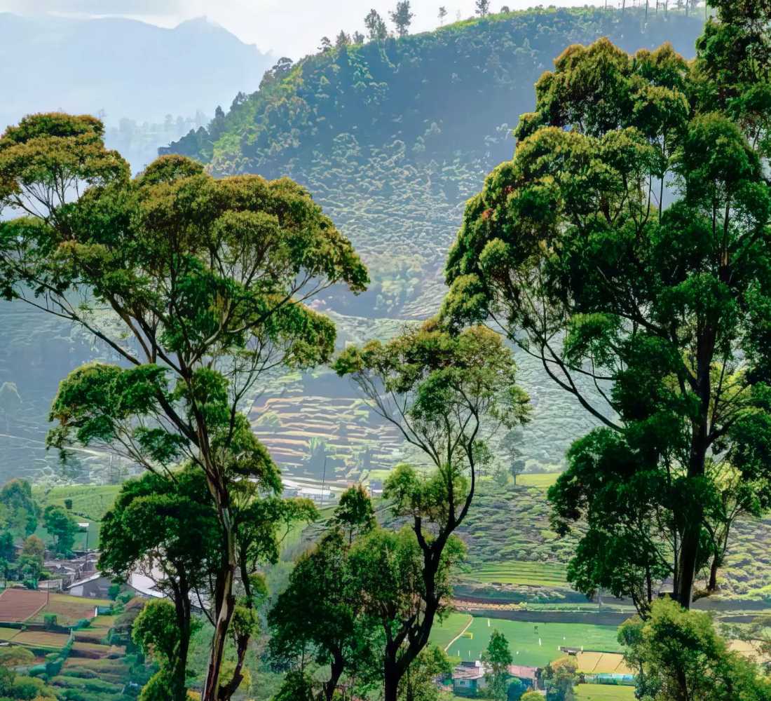 Voyage bien-être au Sri Lanka : entre jungle et océan