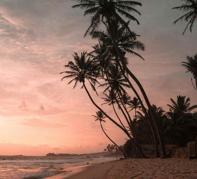 Voyage bien-être au Sri Lanka : entre jungle et océan