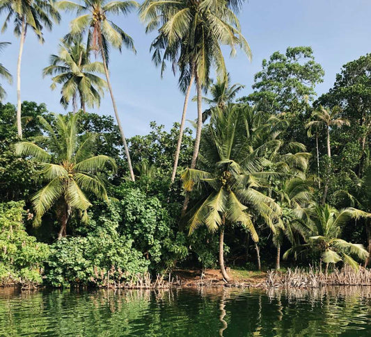 Sri Lanka • Entre jungle & océan