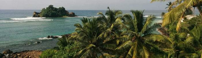Paysage de jungle et rizières au Sri Lanka