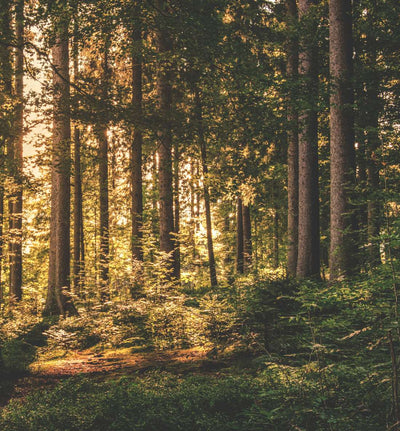 Réveillon Cocooning & Nature : Yoga, Relaxation & Douceur de l’Hiver - Séjour France